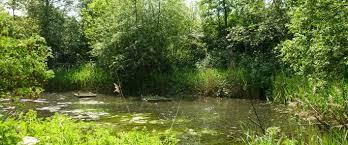 Camley Street Natural Park