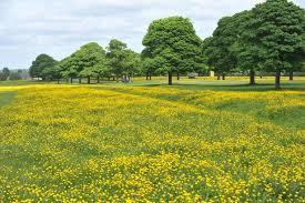 Beverley Westwood