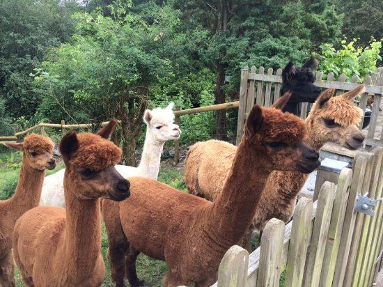 Woolley Animals Alpaca Walking Devon