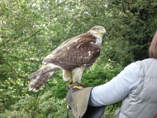 Pro Falconer