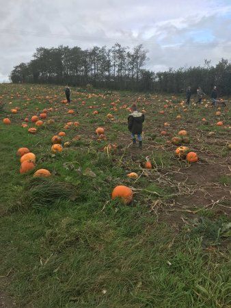 Woore Bank Fruit Farm