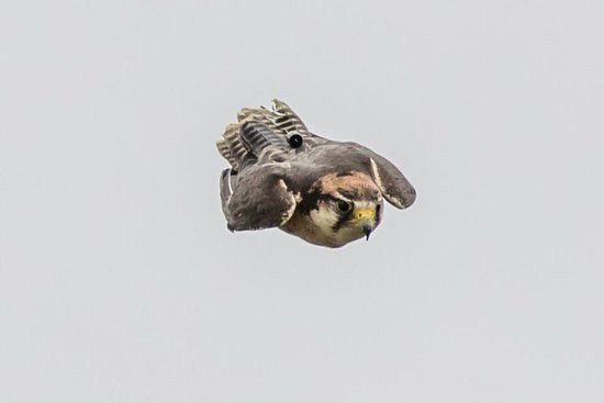 Xtreme Falconry at Dorset Falconry Park