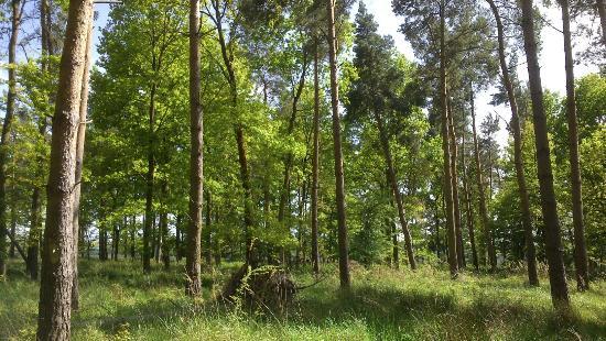 Fineshade Wood